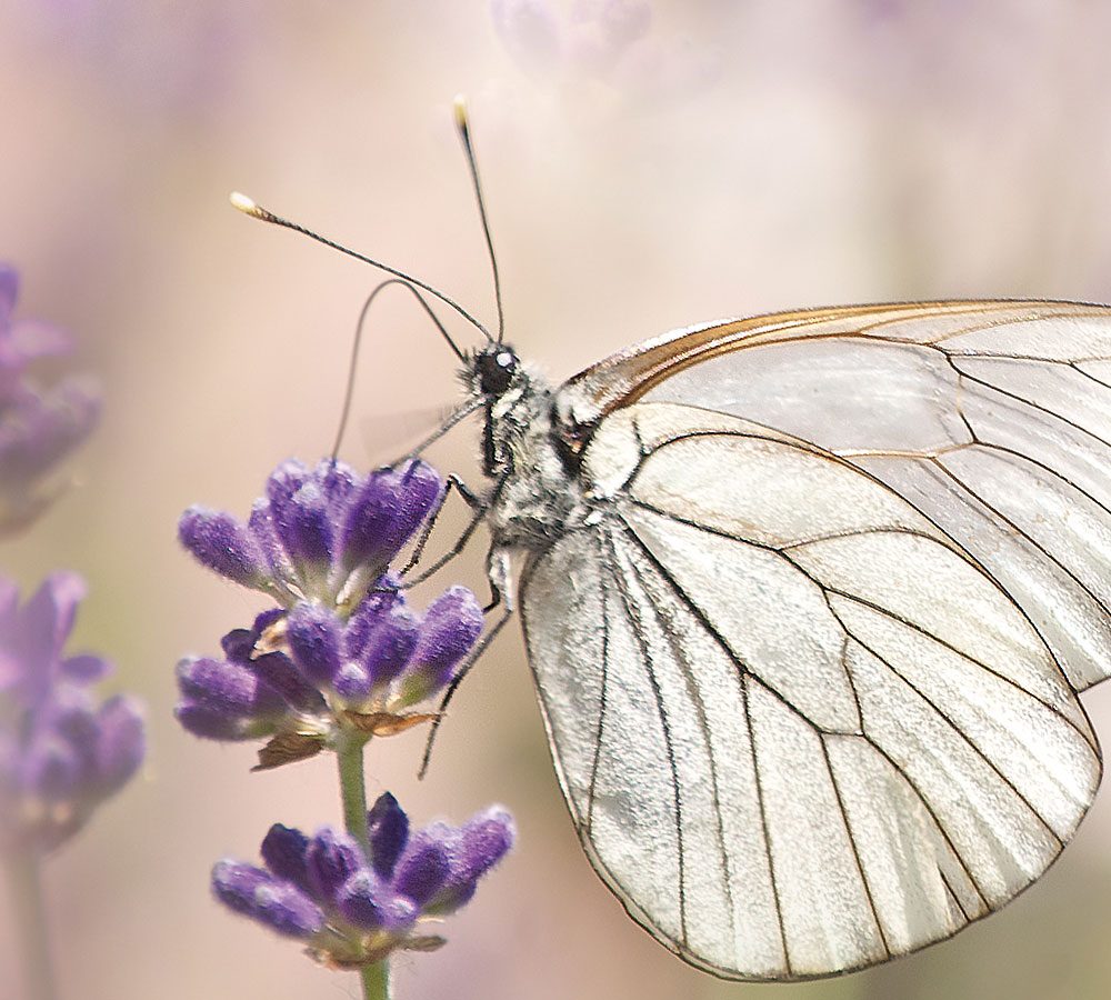 schmetterling_lavendel_1400x900 Schmetterling auf Lavendelblüte. Andrea Laudenberg aus Bergisch Gladbach – naturzeit: Workshops und Beratung zum Thema Persönlichkeitsentwicklung mit der Kraft der Natur und Heilpflanzen.